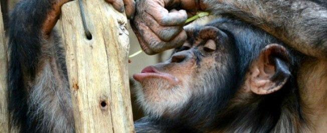 Chimpanzés se mostram irritados com hits pop, diz estudo
