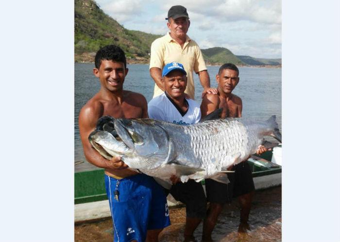Pescadores fisgam um peixe gigante do mar no rio São Francisco