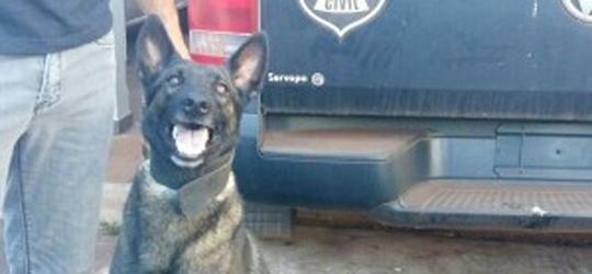 Cão farejador encontra R$ 1 milhão em drogas no Paraná