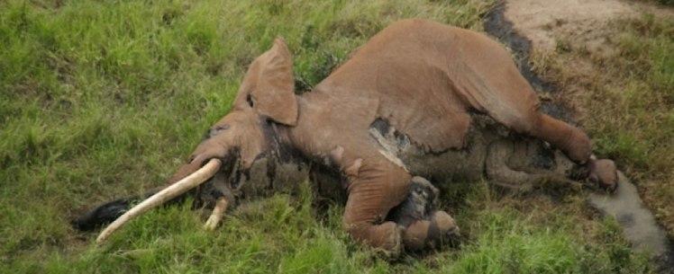 Elefante "mais velho da África" é morto por flecha envenenada