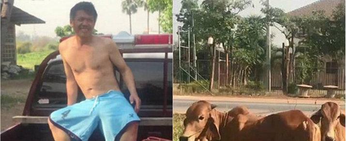 Homem é preso após ser flagrado beijando e fazendo sexo com vaca