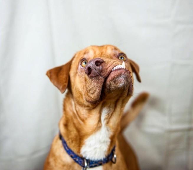 Com aparência estranha cão é abandonado e ganha tratamento