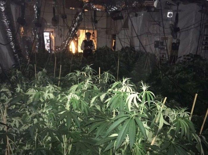 Polícia encontra 'floresta de maconha' em apartamento