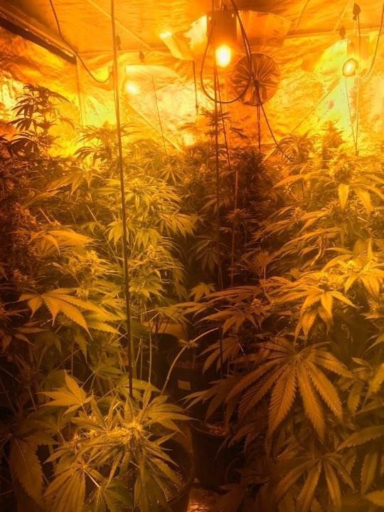 Polícia encontra 'floresta de maconha' em apartamento
