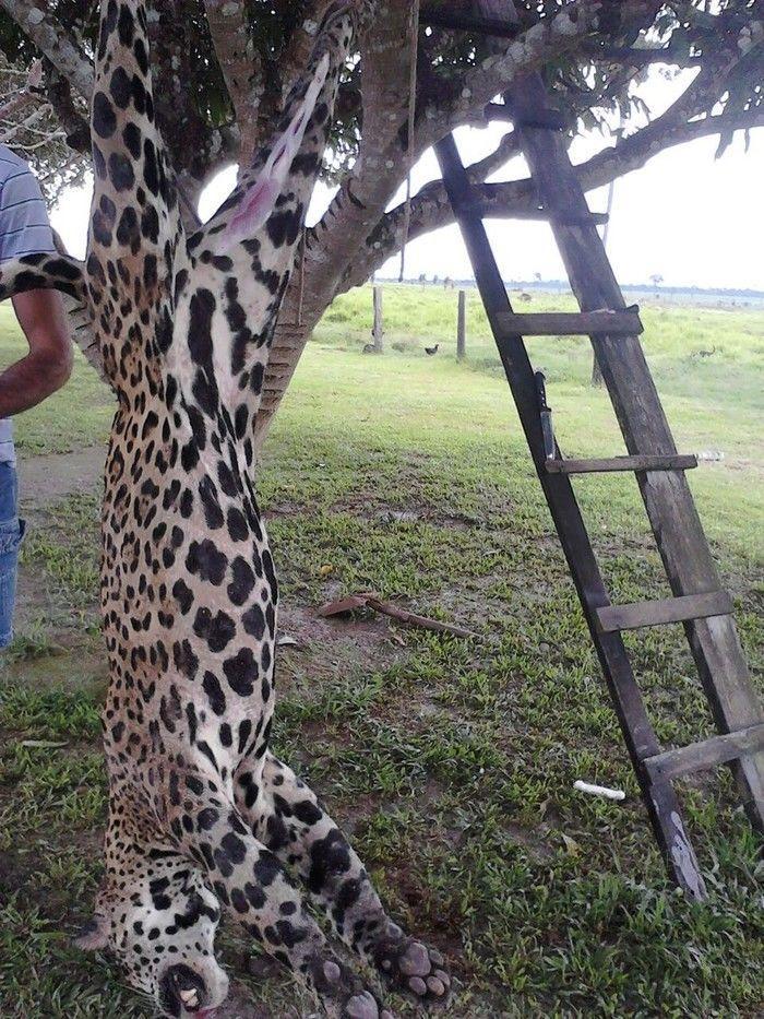 Ibama flagrou onça-pintada morta durante operação em fazenda (Crédito: Reprodução)