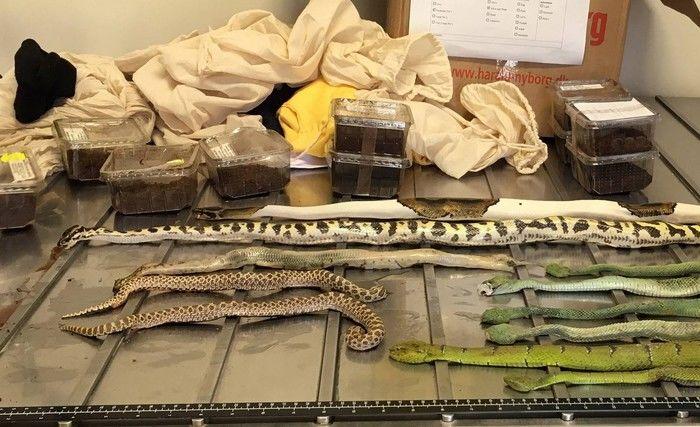 Polícia encontra cobras, aranhas e escorpiões em 'caixas de sapato'