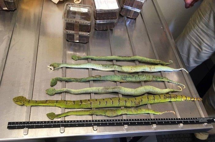 Polícia encontra cobras, aranhas e escorpiões em 'caixas de sapato'