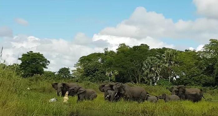 Vídeo mostra momento em que crocodilo morde tromba de elefante