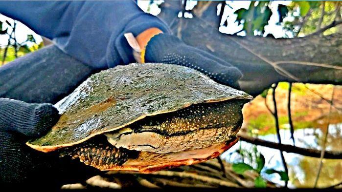 Ecoaventureiro Alcide Filho segura cágado fisgado por um pescador, instantes antes de libertá-lo nas águas do rio Jenipapo, em Campo Maior. (Crédito: João Lucas)