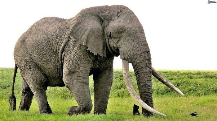 Caminho percorrido tem a ver com o tamanho dos espermatozoides (Crédito: Reprodução)