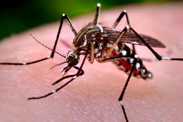 Aedes Aegypti, mosquito causador da dengue (Crédito: Reprodução)