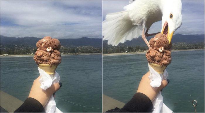 Gaivota rouba sorvete de garota e imagens viralizam na internet
