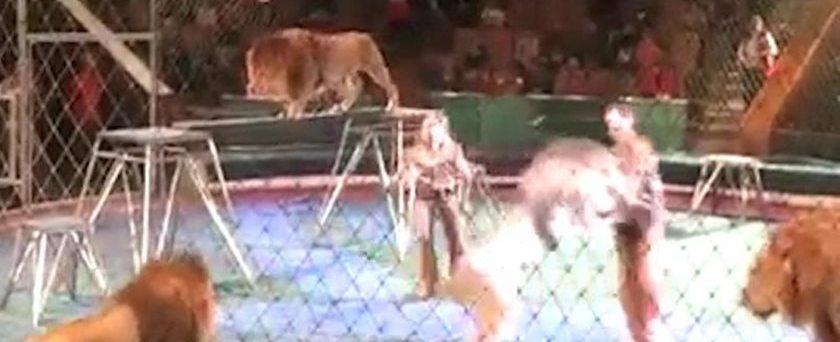 Leão ataca e quase mata treinador durante show em circo; vídeo