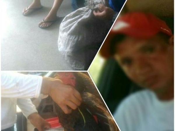 Homem furta galinheiro e é solto por falta de provas