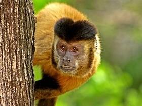 INCRÍVEL: Macacos escultores vivem na Serra de Campo Maior