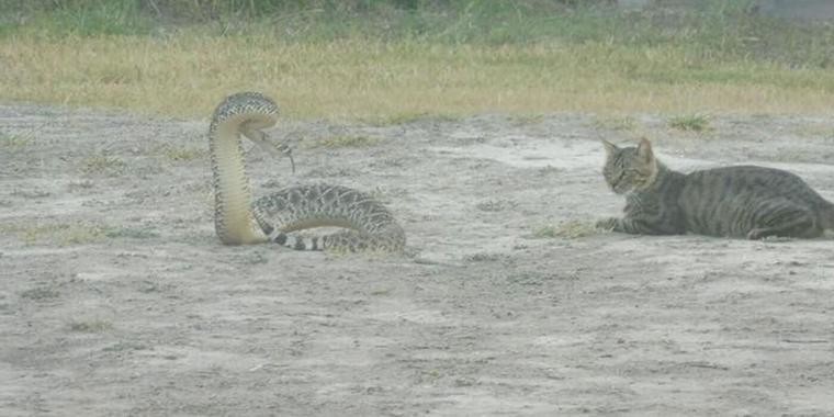 Gato ignora cobra cascavel prestes a dar o bote e impressiona