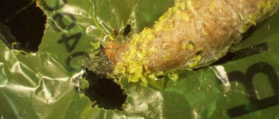Larva comedora de sacolas (Crédito: Reprodução)