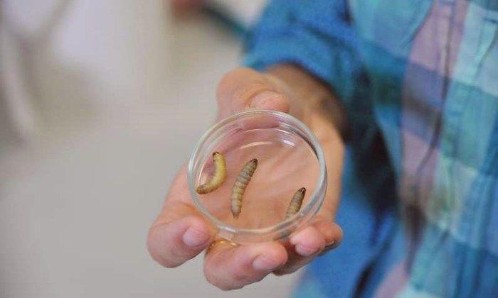 Larva comedora de sacolas (Crédito: Reprodução)