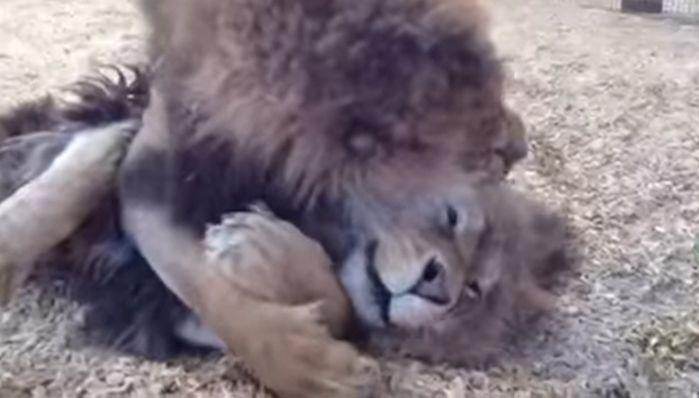 Irmãos leões resgatados de circos se abraçam em reencontro