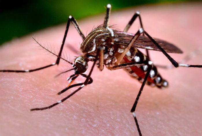 aedes aegypti, mosquito causador da dengue (Crédito: Reprodução)