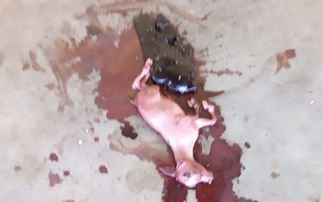 Pequeno animal semelhante a filhote de cabra foi resultado de gestação de dois anos em cidade do sudeste nigeriano (Crédito: Reprodução)