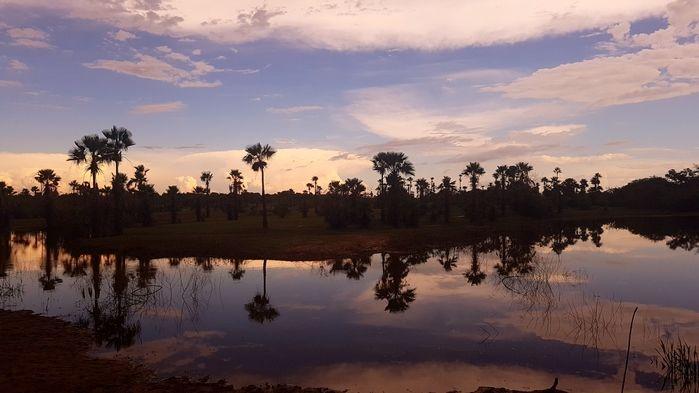 Carnaúba, na paisagem de Campo Maior.  (Crédito: @alcidefilho)