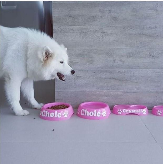Chloe, a cachorrinha de estimação de Nicole Bahls