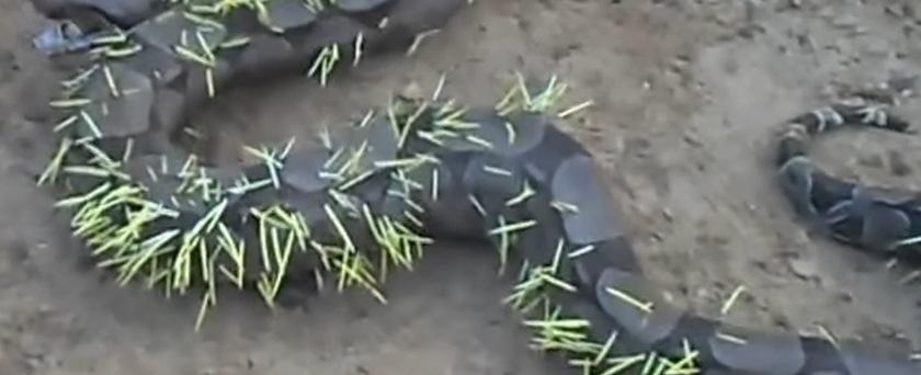 Cobra se dá muito mal ao tentar comer porco-espinho