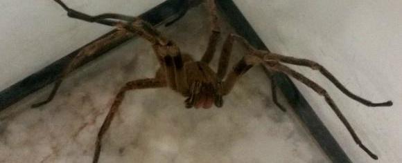 Pesquisa com aranhas pode gerar remédio para disfunção erétil