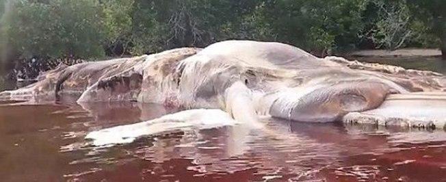 Cadáver de animal misterioso é encontrado na Tailândia