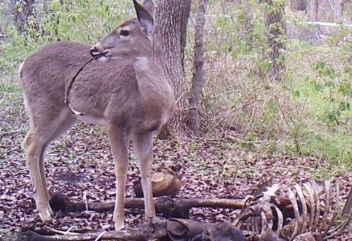 Veado é visto revirando restos de carne humana em floresta