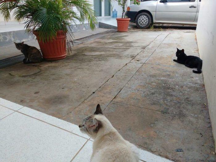 Policiais criam gatas em delegacia e diminuem estresse no trabalho