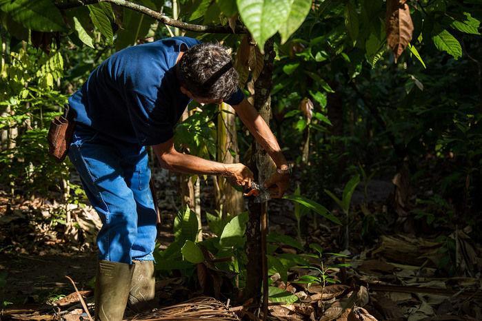 Família planta a própria floresta e vira tema de documentário