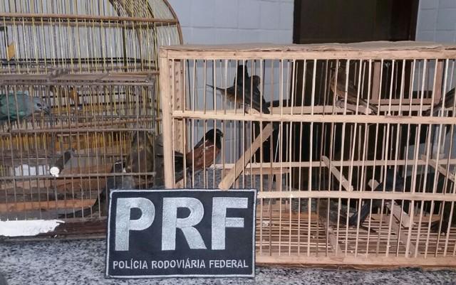 Pássaros silvestres apreendios na BR-316 (Crédito: Divulgação)