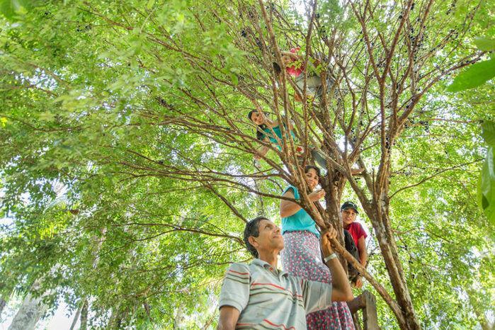 Família planta a própria floresta e vira tema de documentário