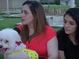 Famílias mostram as afinidades com os animais