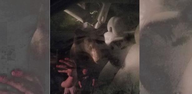 Urso entra em carro, fica preso e buzina até ser solto pela polícia