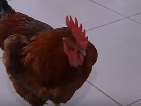 Reveja o Programa Coisa de Bicho do dia 21 de Maio 2017