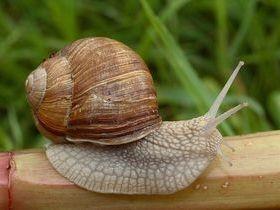 Caracol: A lesma que custa quatro vezes o quilo de filé