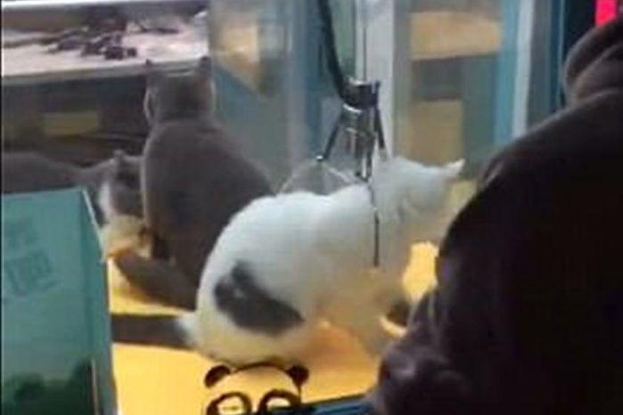 Gatos vivos são colocados dentro de máquina com garras em pet shop