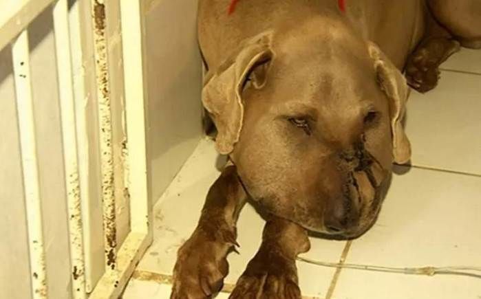 Cadela é picada por cobra venenosa ao defender donos