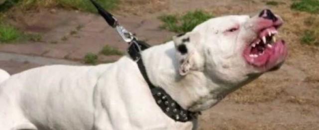 Dono de pit bull tem parada cardíaca em passeio e cão ataca pessoas