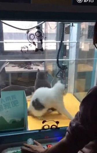 Gatos vivos são colocados dentro de máquina com garras em pet shop