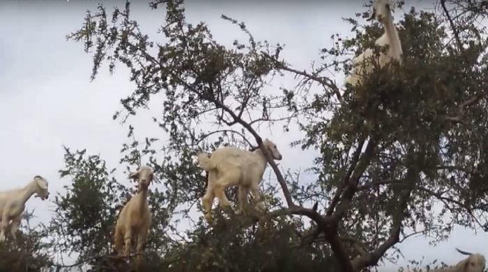 Cabras em cima de uma árvore no Marrocos (Crédito: Reprodução)