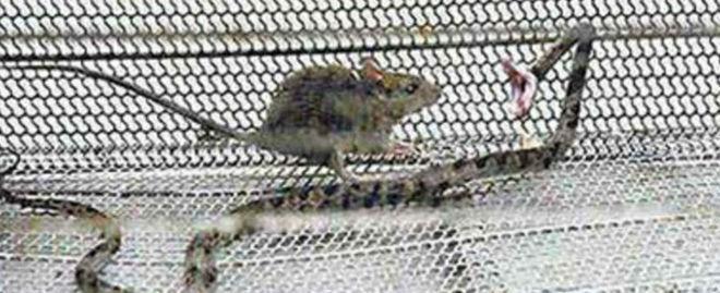 Cobras se deram mal em embate contra ratos e envergonham a espécie