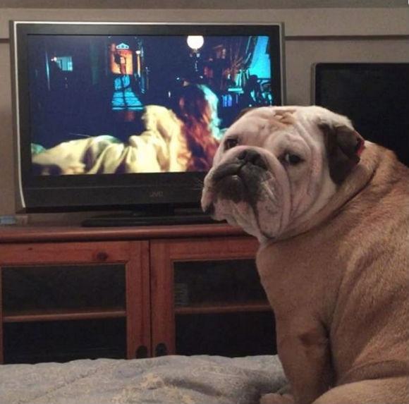 Cão assiste a filme de terror e late para avisar sobre o perigo