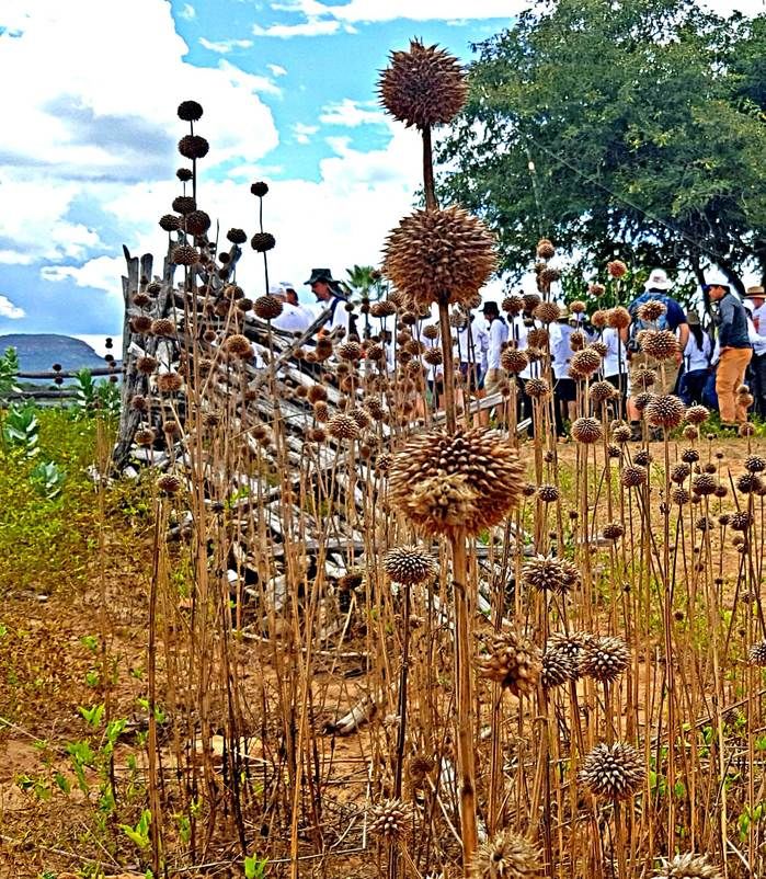 Cordão de São Francisco, planta medicinal da caatinga, presente no cenário do Canyon do Rio Poti. (Crédito: Alcide Filho)