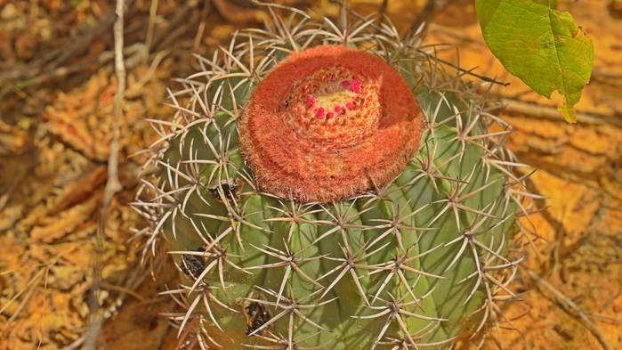 Cactus Coroa de Frade, flora típica da Caatinga do Canyon do Poti. (Crédito: Alcide Filho)