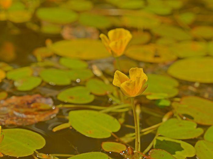 Piscinas entre rochas criam ambiente especial para a formação de jardins aquáticos, com plantas decores e formas surpreendentes. (Crédito: Alcidefilho)