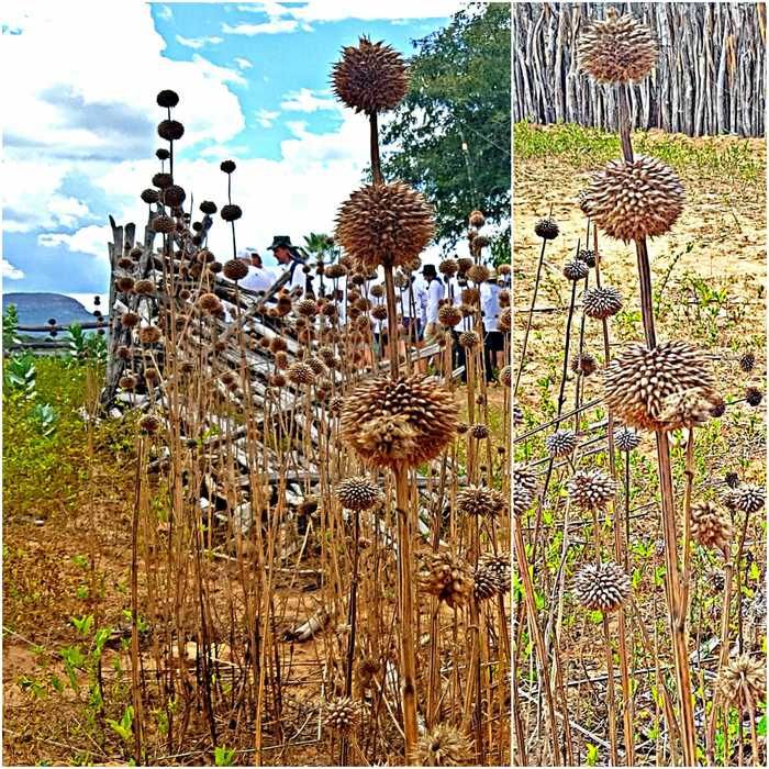 Cordão de São Francisco: povo do Sertão usa como farmácia popular da natureza (Crédito: Alcide Filho)